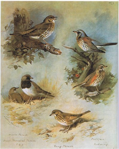 Tordela, Tordo dal collare, Tordo bottaccio, Cesena, Tordo sassello, pub. da Book Club Associates, 1972 da Archibald Thorburn